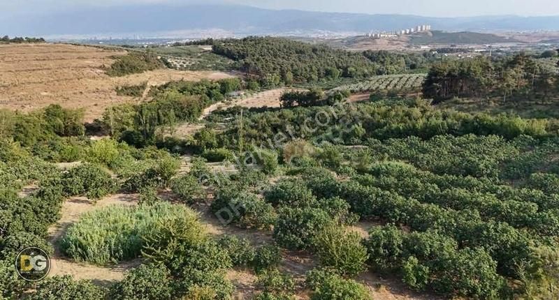 Bursa Osmangazi Aksungur Köyünde Satılık Hobi Bahçeleri - Görsel 3
