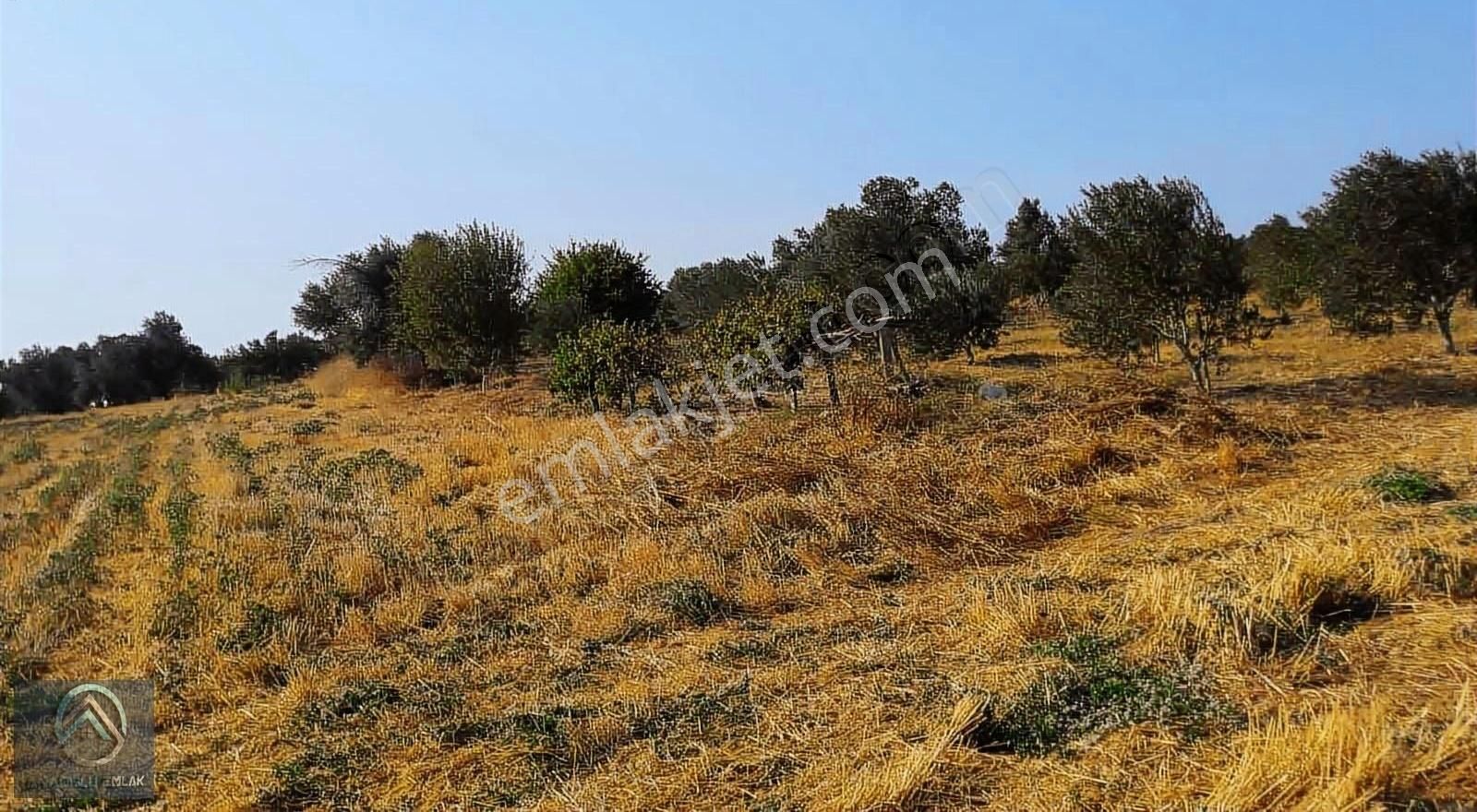 Çanakkale Erenköyde Zeytinli Tarla Köye Yakın - Görsel 2