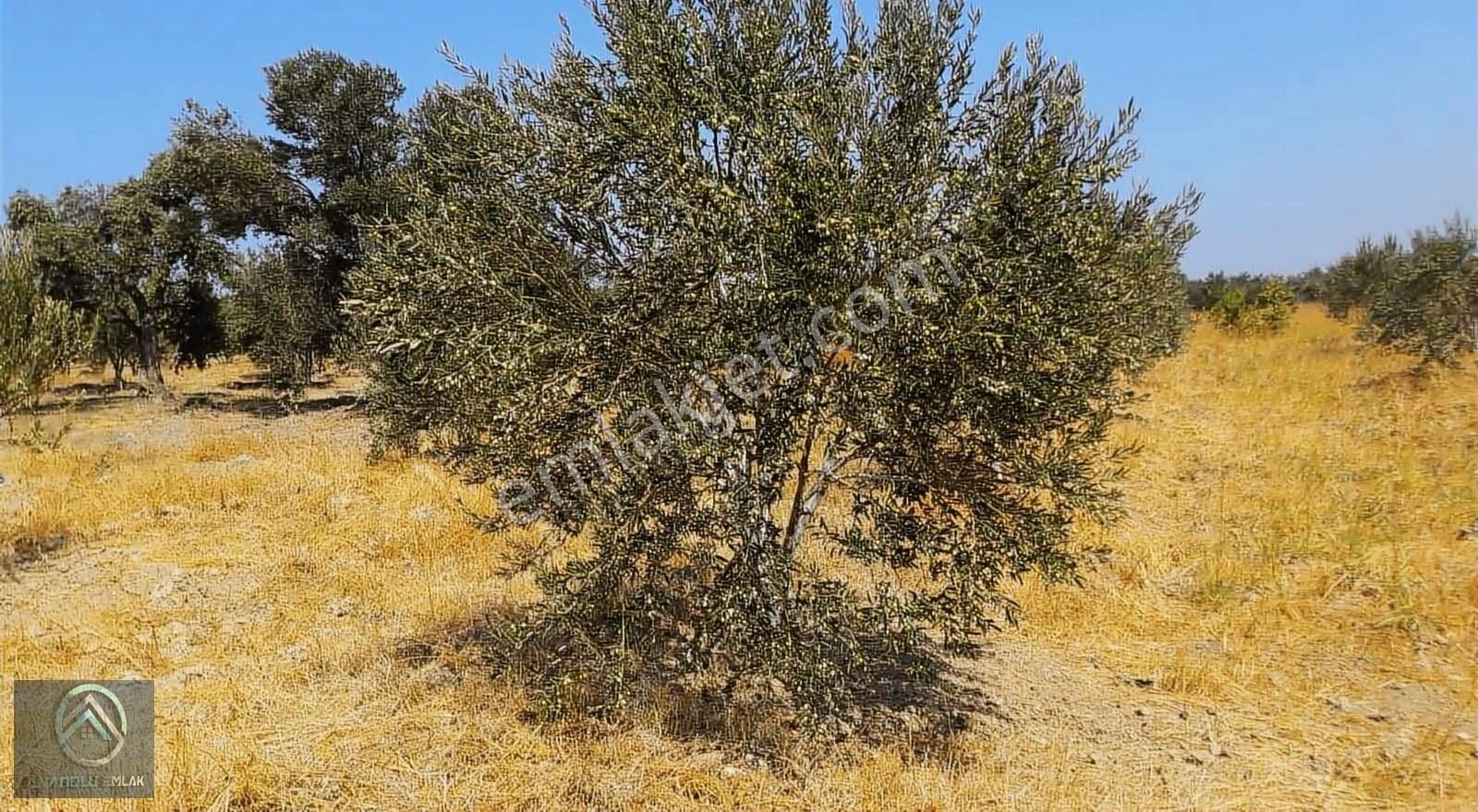 Çanakkale Erenköyde Zeytinli Tarla Köye Yakın - Görsel 6