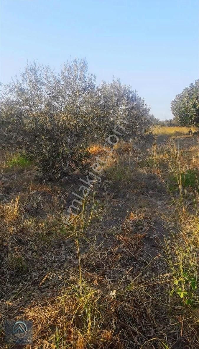 Çanakkale Erenköyde Zeytinli Tarla Köye Yakın