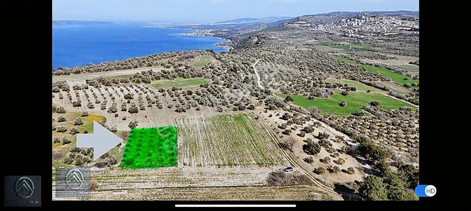 Çanakkale Erenköyde Zeytinli Tarla Köye Yakın - Görsel 3