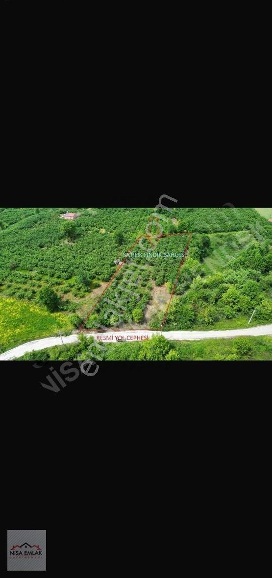Puna-martinler Köyü Satılık Fındık Bahçesi Ve Arsa - Görsel 3
