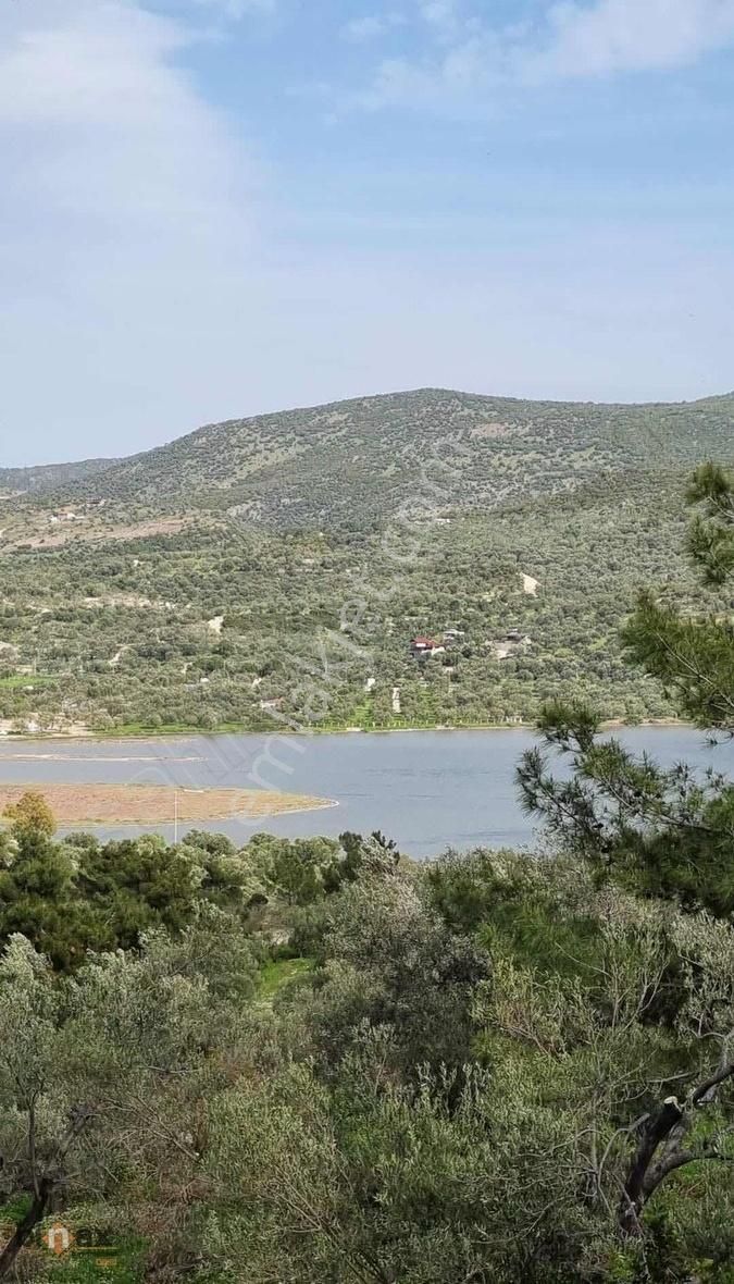 Binax Dan Bademlide Harika Deniz Manzaralı Zeytinli Tarla