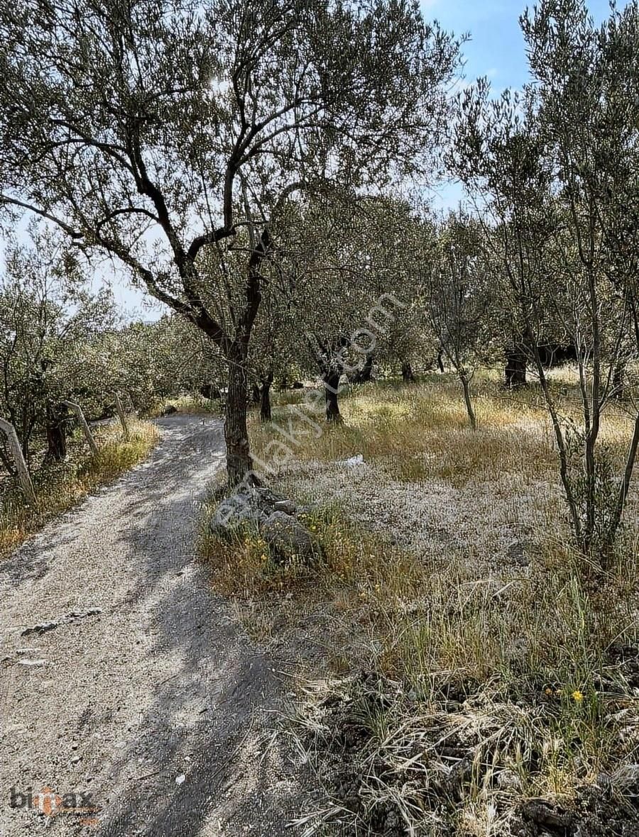 Binax Dan Bademli De Harika Zeytinli Tarla