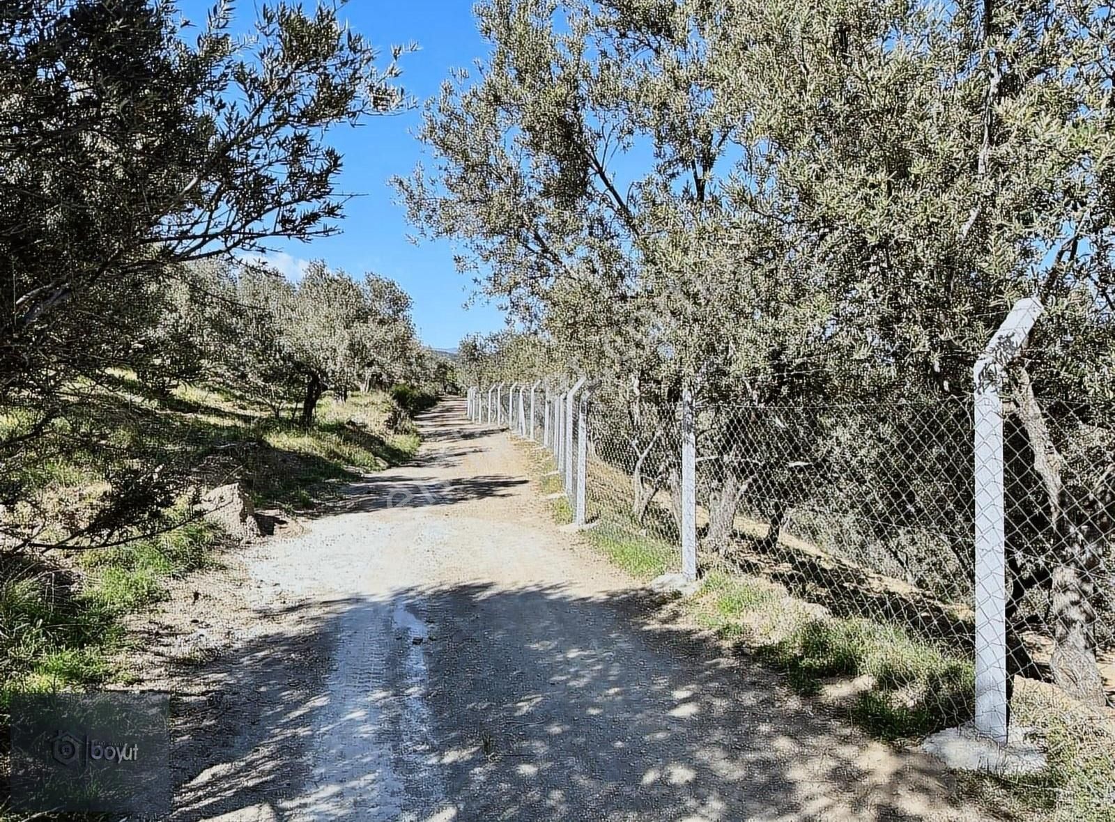 Boyut'tan Pınarbaşı Köyün'de 4.956 M2 Zeytinlik - Görsel 4
