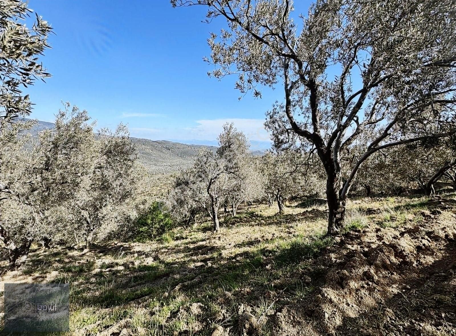 Boyut'tan Pınarbaşı Köyün'de 4.956 M2 Zeytinlik - Görsel 7