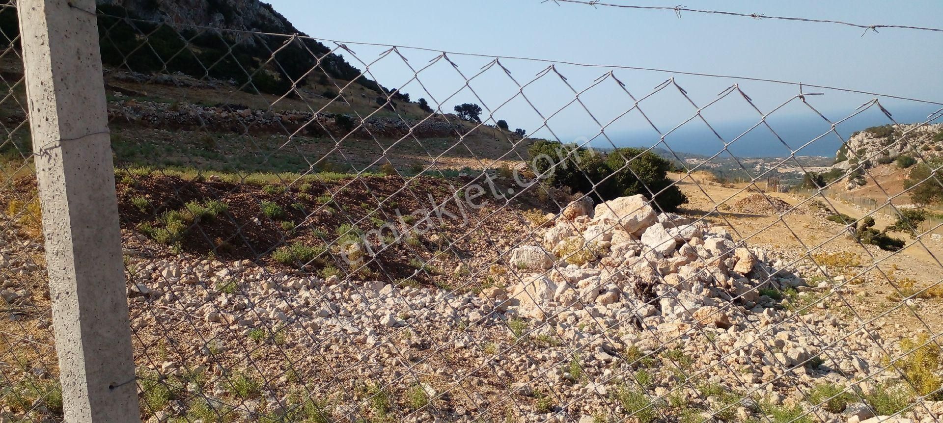 Mor Çiçek Emlak Mordoğan Çatalkaya Mevki Tarla - Görsel 15