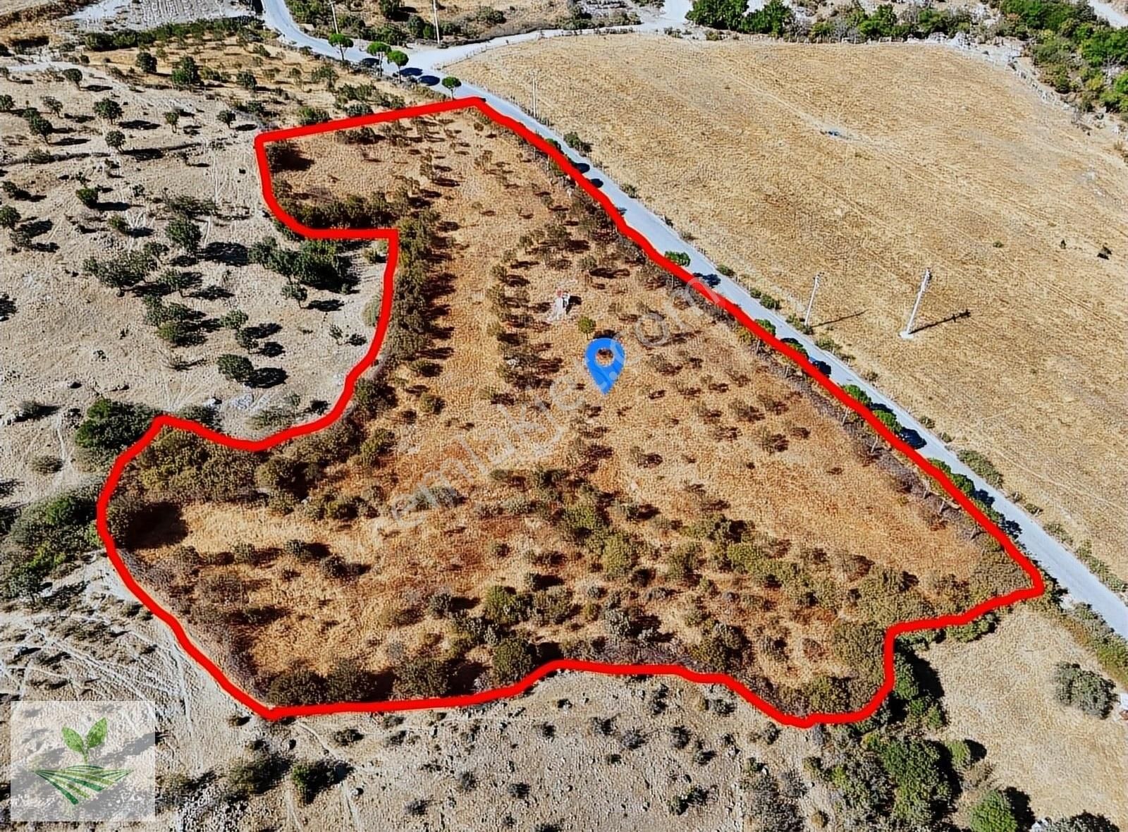 Bergama Avunduruk Satılık 8.758 M2 Asfalt Cepheli Zeytinlik