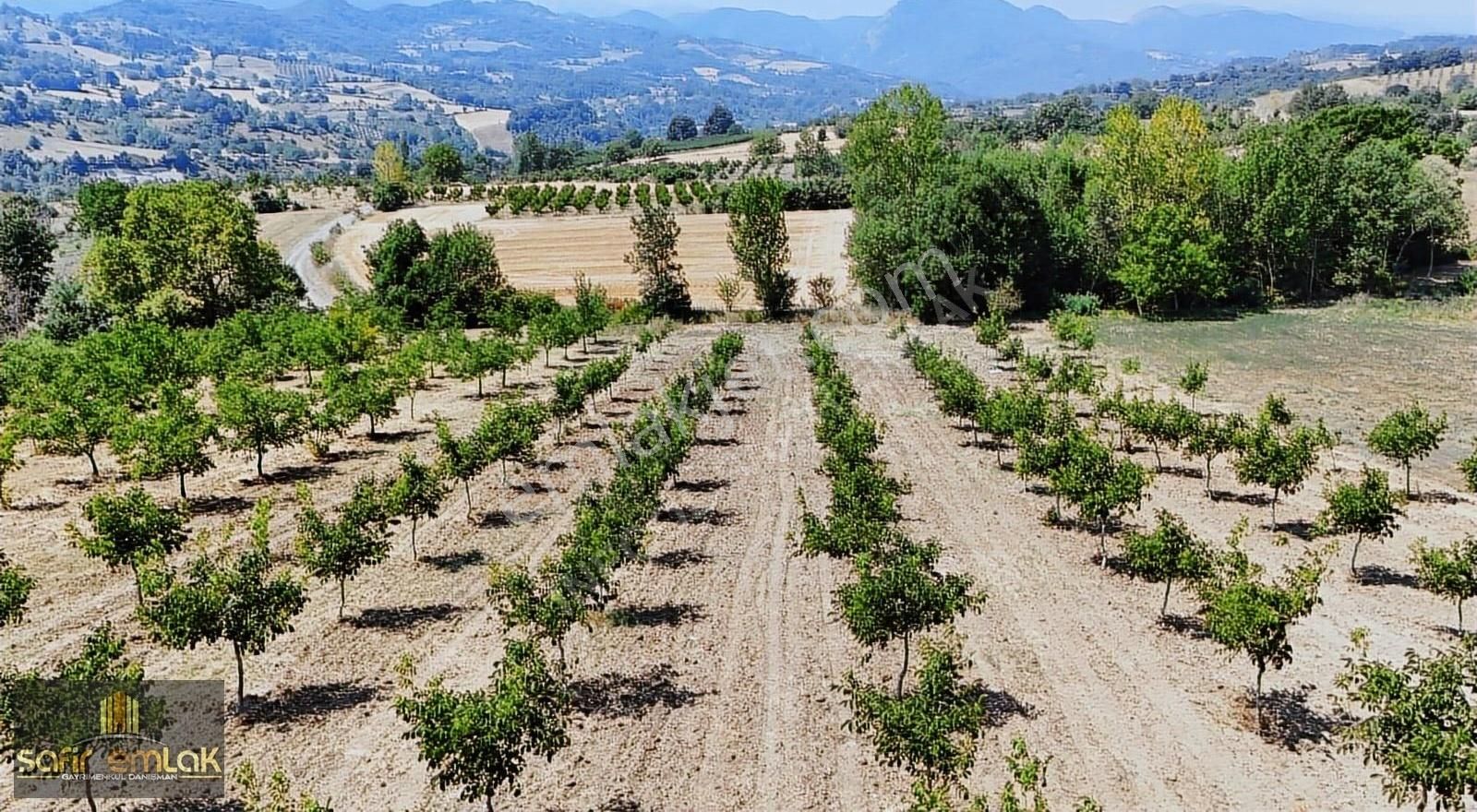 İnegöl Maden Köyünde Satılık Ceviz Bahçesi - Görsel 3