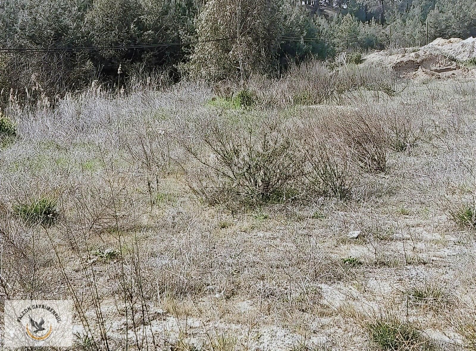Falcon Dan Çaykenarı Mh.1292m³ Fırsat Arsa - Görsel 12