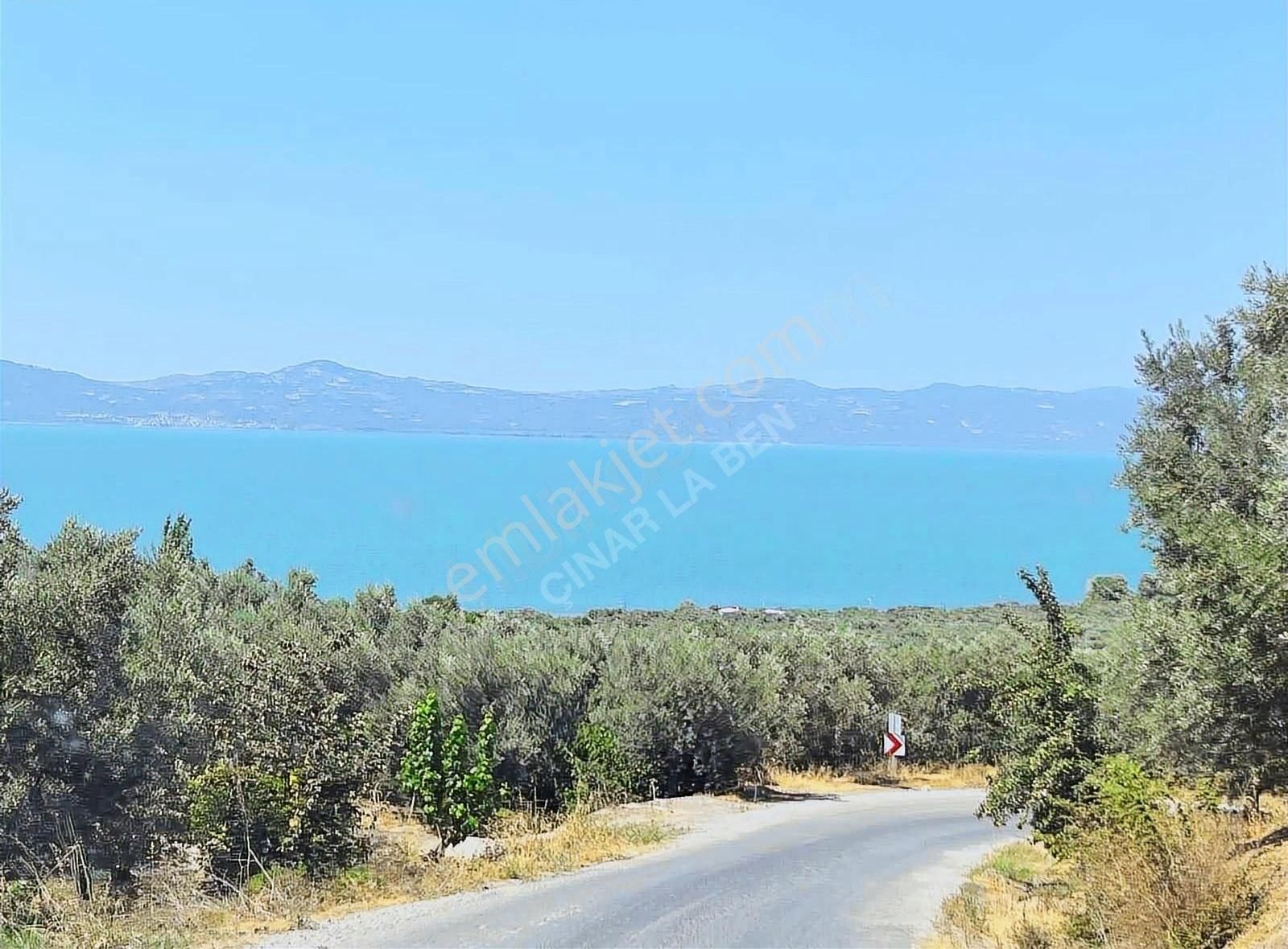 Bakmadan Geçme Göl Manzaralı Asfalt Kıyısı 954 M2 Zeytinlik - Görsel 5