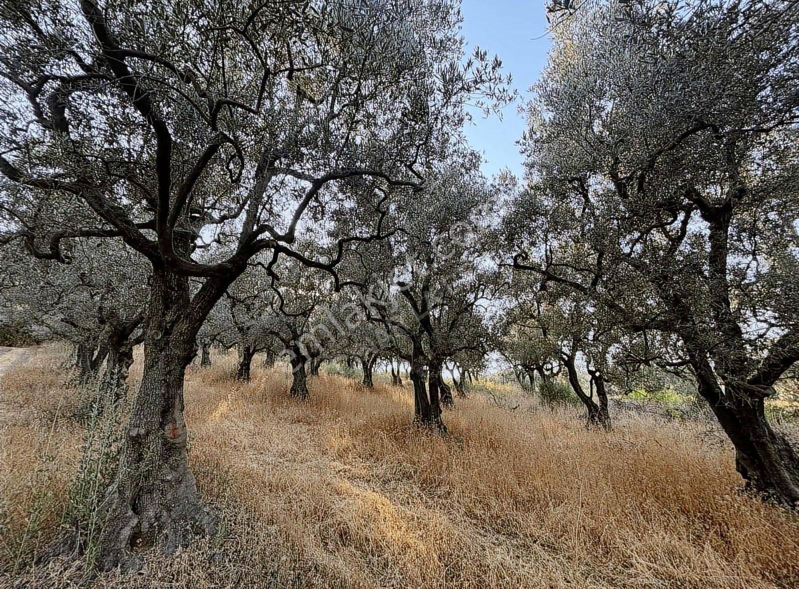 Bakmadan Geçme Göl Manzaralı Asfalt Kıyısı 954 M2 Zeytinlik - Görsel 11
