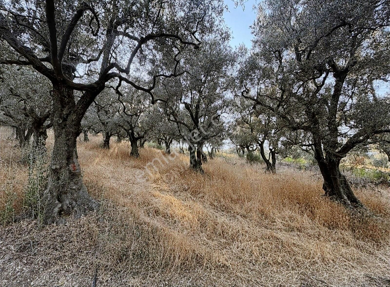 Bakmadan Geçme Göl Manzaralı Asfalt Kıyısı 954 M2 Zeytinlik - Görsel 2