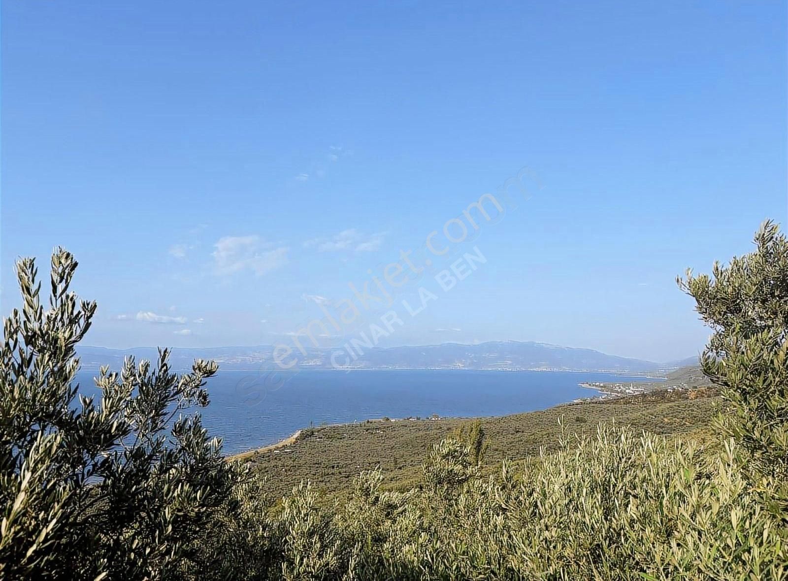 Bakmadan Geçme Göl Manzaralı Asfalt Kıyısı 954 M2 Zeytinlik - Görsel 9