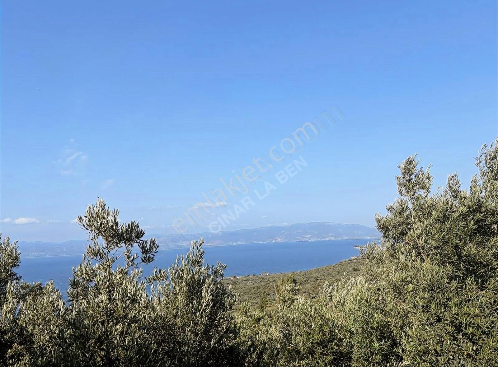 Bakmadan Geçme Göl Manzaralı Asfalt Kıyısı 954 M2 Zeytinlik - Görsel 7