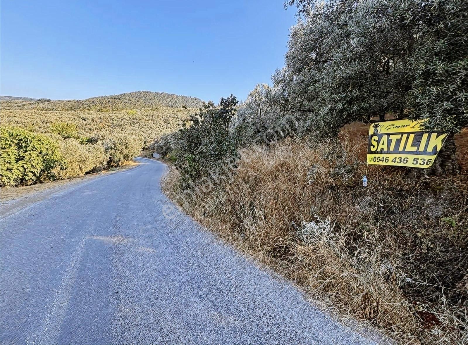 Bakmadan Geçme Göl Manzaralı Asfalt Kıyısı 954 M2 Zeytinlik - Görsel 4
