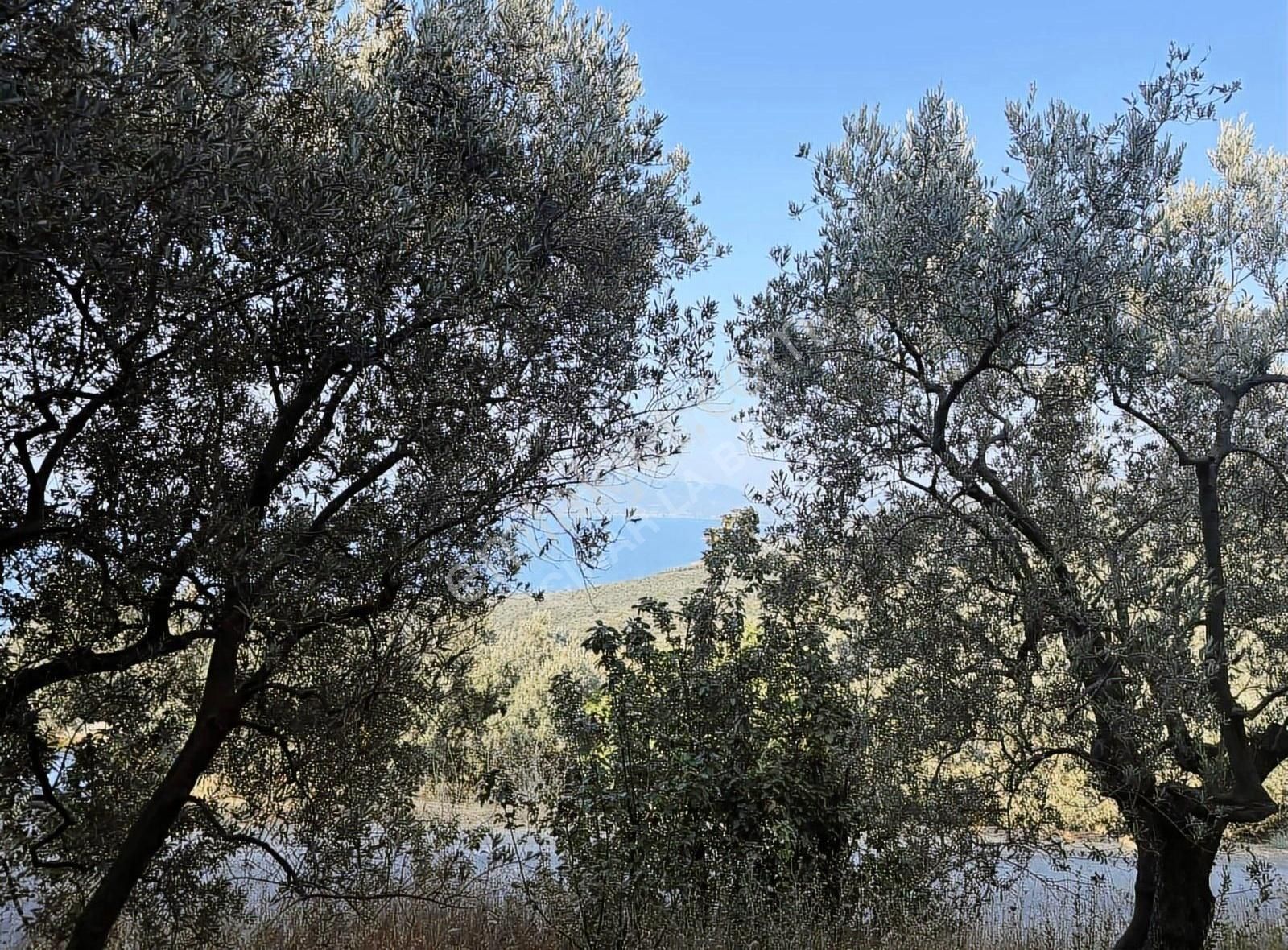 Bakmadan Geçme Göl Manzaralı Asfalt Kıyısı 954 M2 Zeytinlik - Görsel 10