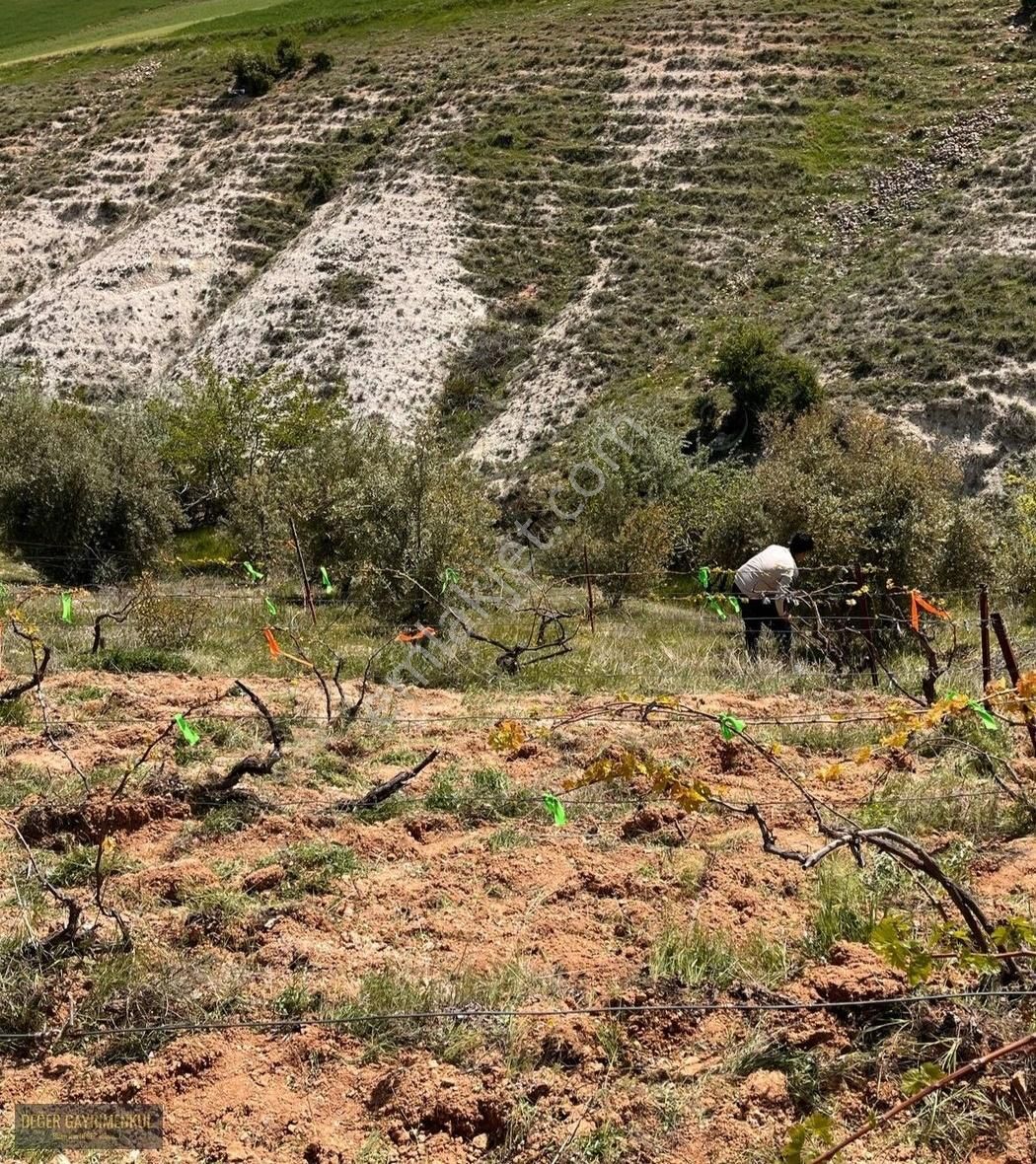 Adıyaman Şambayatta 2 Dönüm Bağ Bahçe
