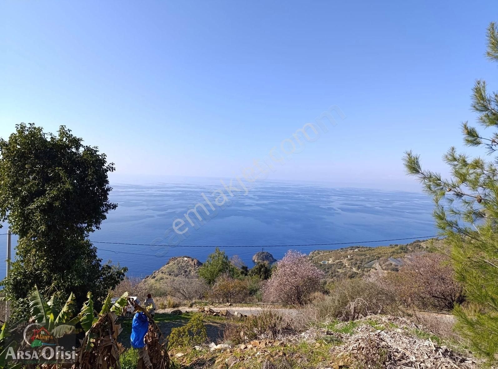 Gazipaşa Zeytinada'da Satılık Muz Bahçesi - Görsel 3