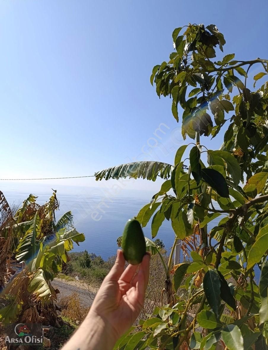 Gazipaşa Zeytinada'da Satılık Muz Bahçesi