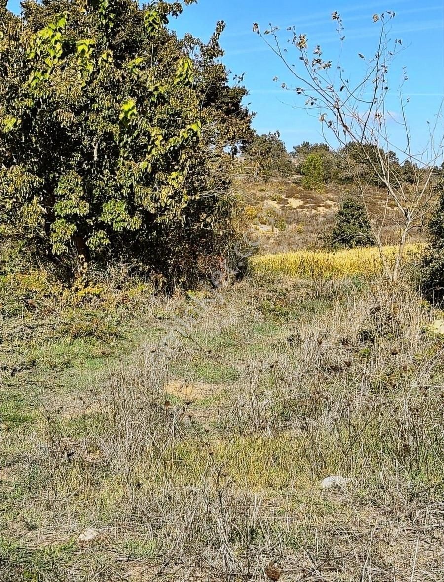 Lapseki Beypınar Satılık Tarla - Görsel 5