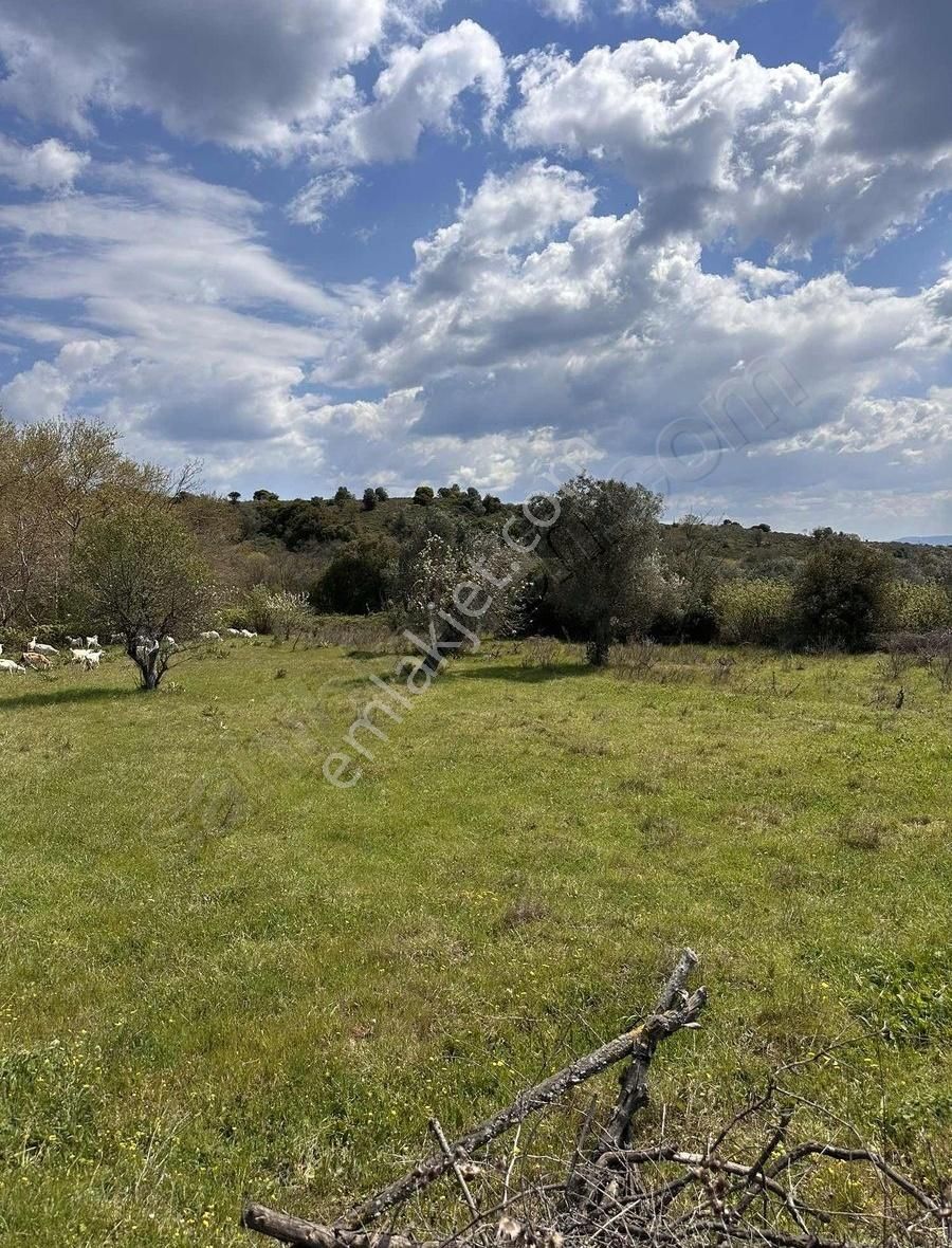 Karabiga Zeytinlik Mahallesinde İmar Dibinde Tarla - Görsel 2
