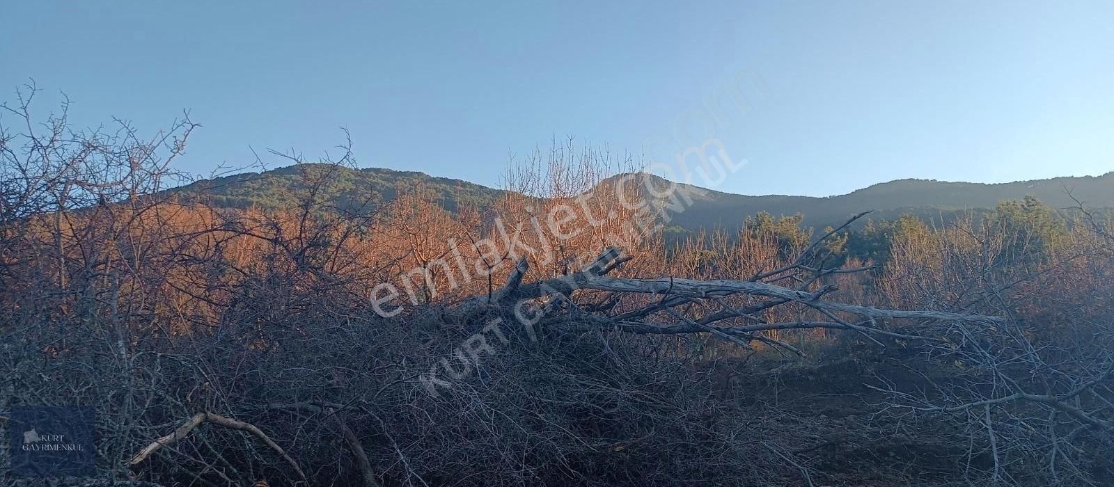 Çanakkale Bayramiç Çavuşlu Köyünde Satılık Fırsat Tarla - Görsel 3