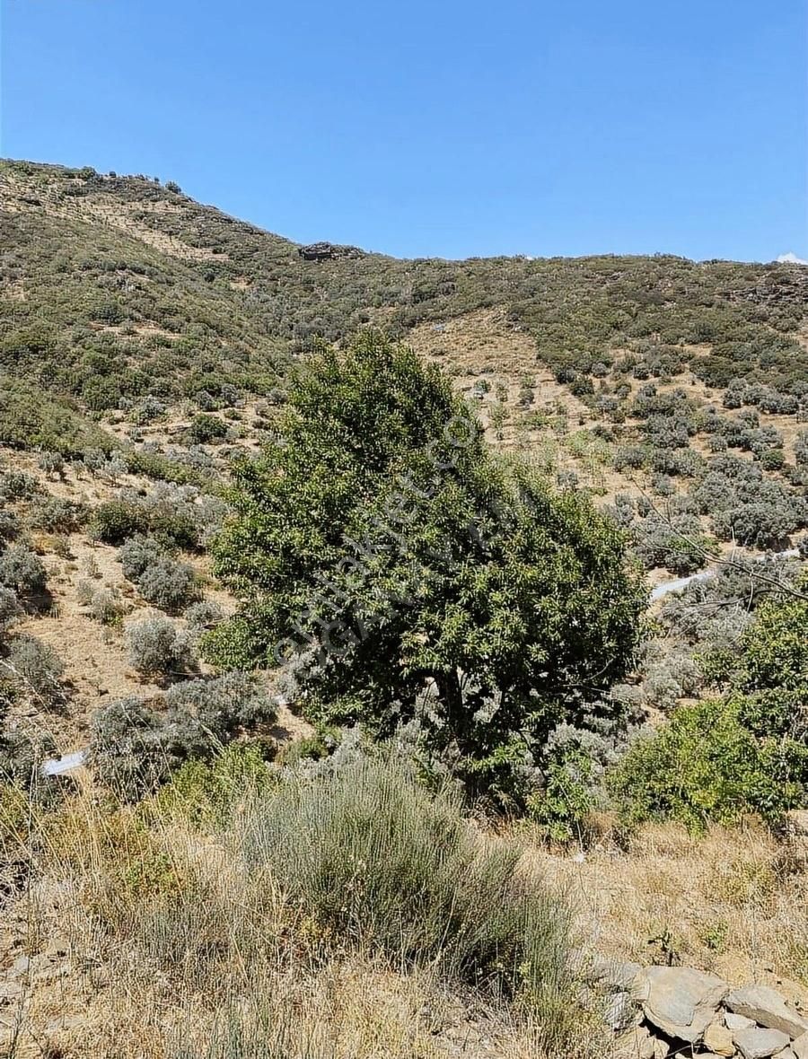 Acil Doğanay Emlaktan İzmir Tire Dallık Ta - Görsel 13