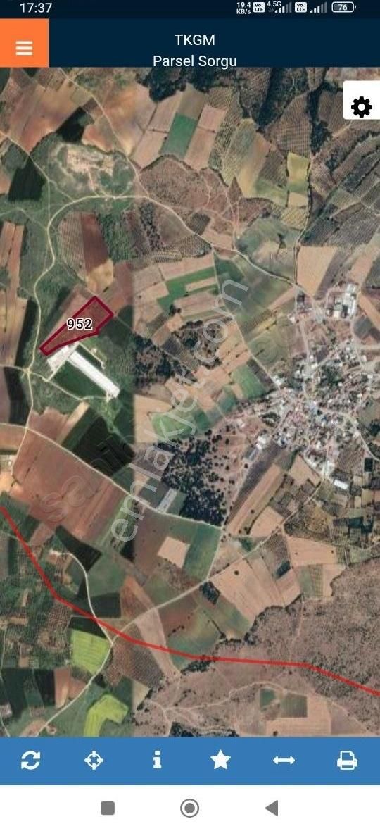 60 Yaşında Bakımlı 580 Ağaçlı Zeytin Bahçesi