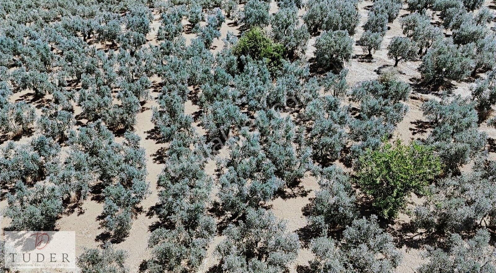 Mudanya Talatbey'de Deniz Manzaralı 2.132 M² Zeytinlik Vasıflı