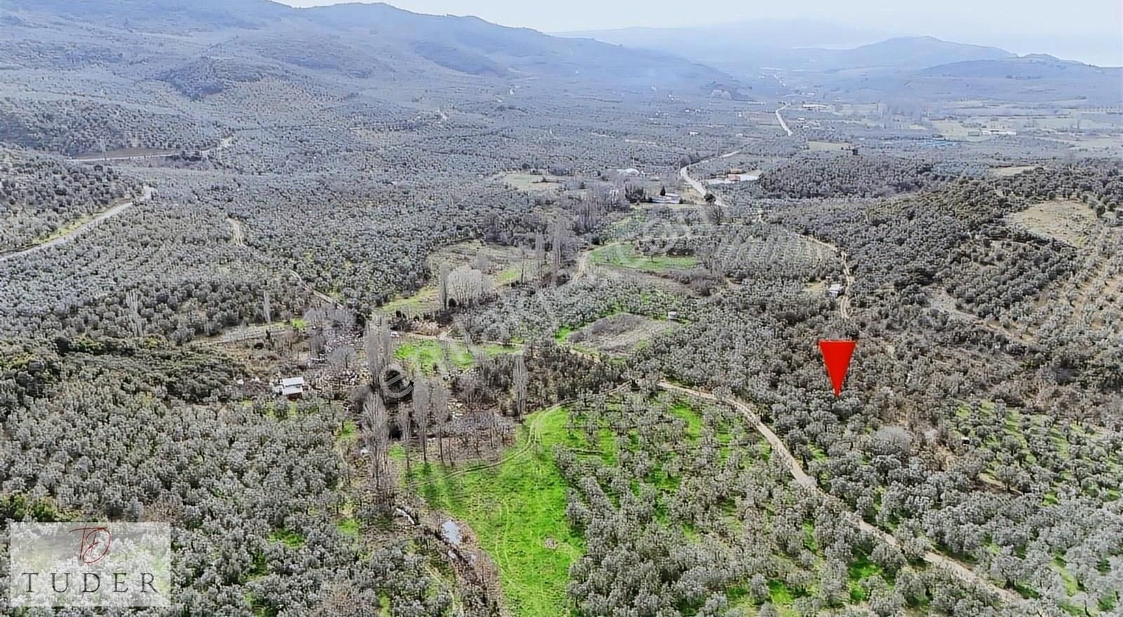 Mudanya Trilye'de Asfalta 300mt Mesafede Satılık Zeytinlik - Görsel 4
