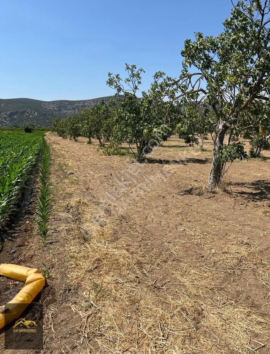 Selçuk Yoluna Yakın Akçaşehir'de 5524m2 İncir Ve Zeytin Bahçesi