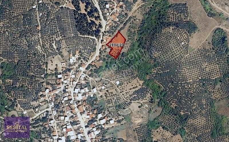 Mudanya Yalıçiftlikte Köye 100 Metre Mesafede Fırsat Zeytinlik - Görsel 5