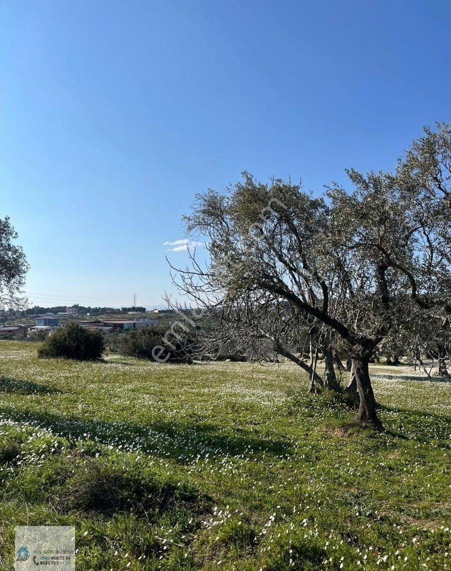 🌟🏡 Doğanın Renkleriyle Bezeli, Hayatın Yeni Başlangıcı Yazıbaşı Köyü! 🌿🍎 - Görsel 2