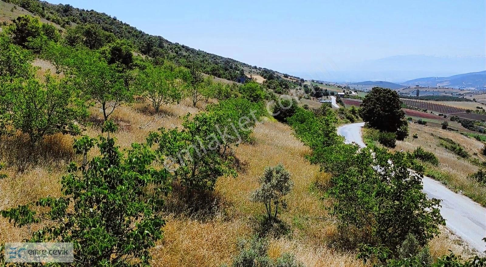 Emre Çevik'den Yenişehir Kavaklı Göleti Yanında Ceviz Bahçesi - Görsel 12