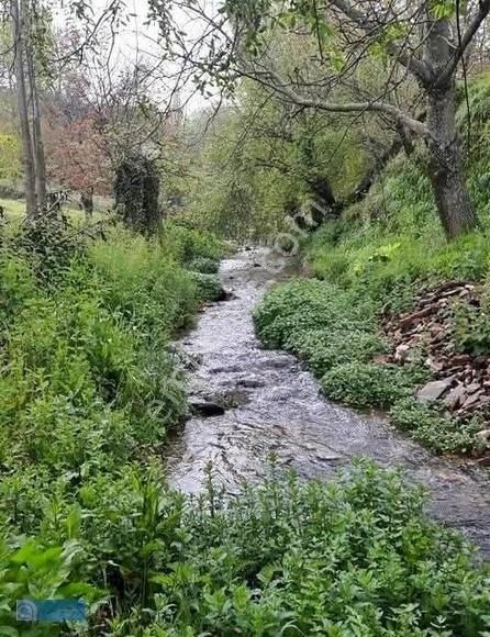 İzmir Bayındır Keçili'de 5400 M2 Zeytinlik - Görsel 5