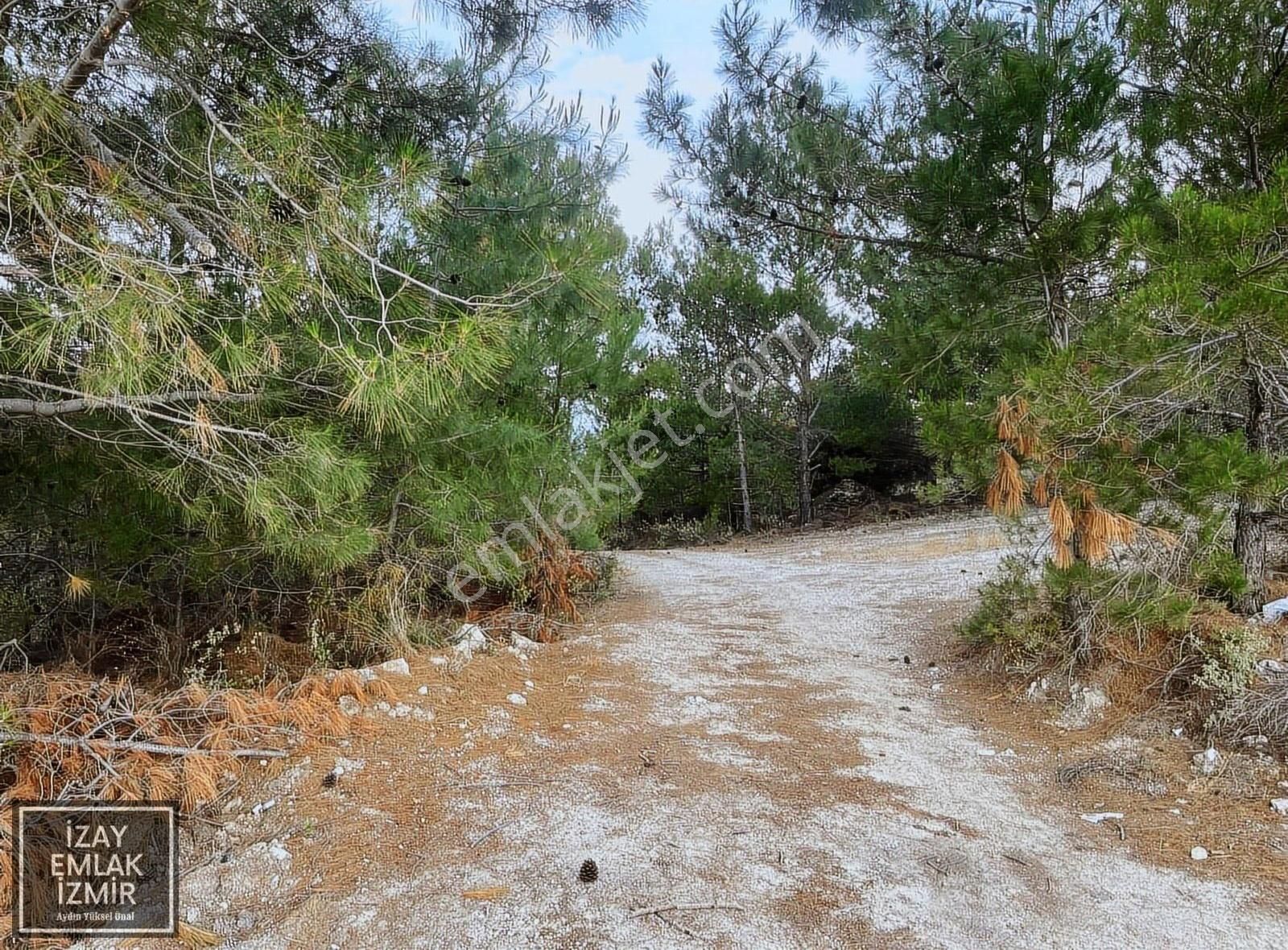 Karaburun Mordoğan Da Deniz Manzaralı Satılık 5 Dönümlük Tarla - Görsel 14