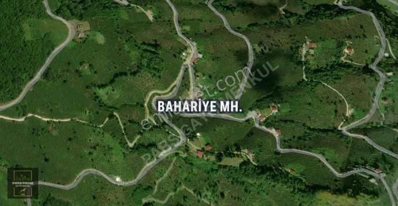 Pars Prime/altınordu/bahariye Mah/köy İmarlı/fındık Bahçesi.