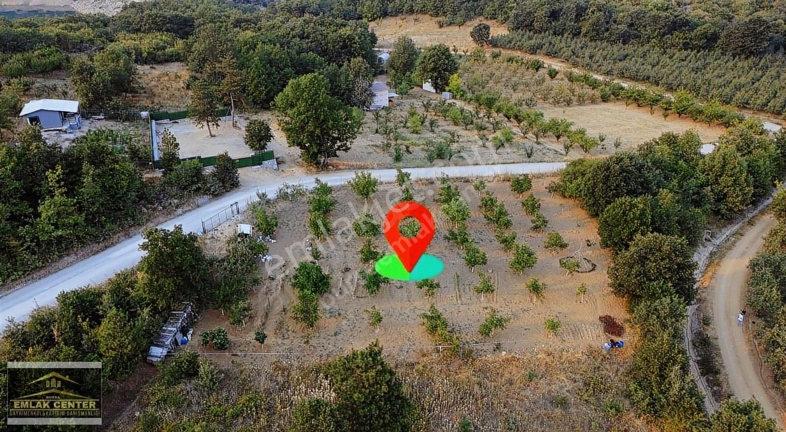 Kozluörende Asvalt Yola Cephe Tek Tapu 2169 M2 Ceviz Bahçesi - Görsel 5