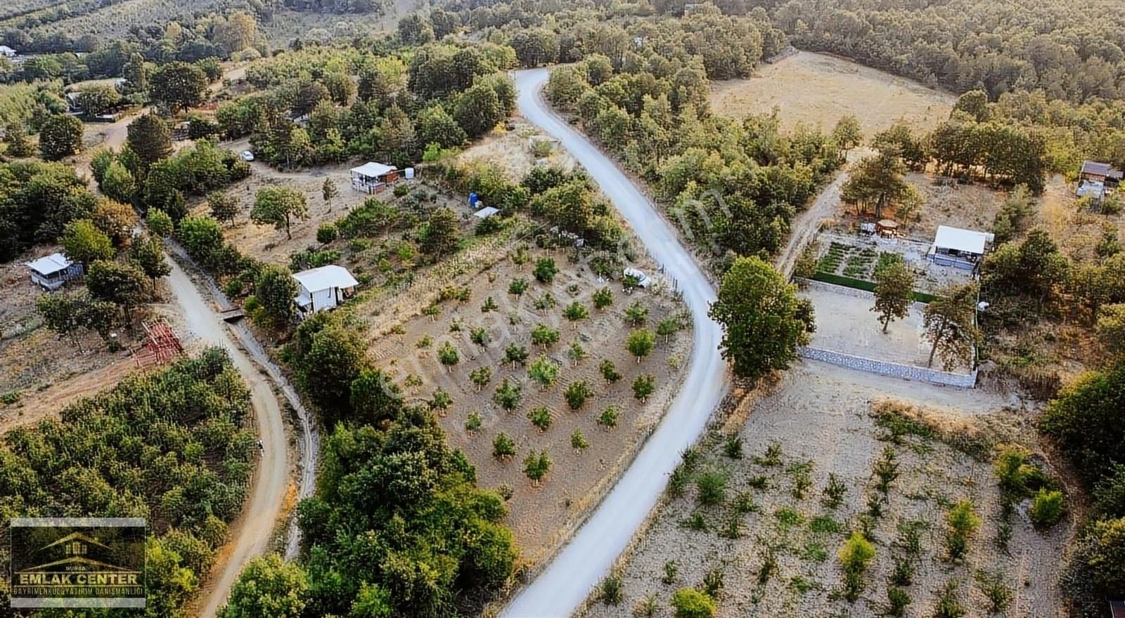 Kozluörende Asvalt Yola Cephe Tek Tapu 2169 M2 Ceviz Bahçesi - Görsel 3