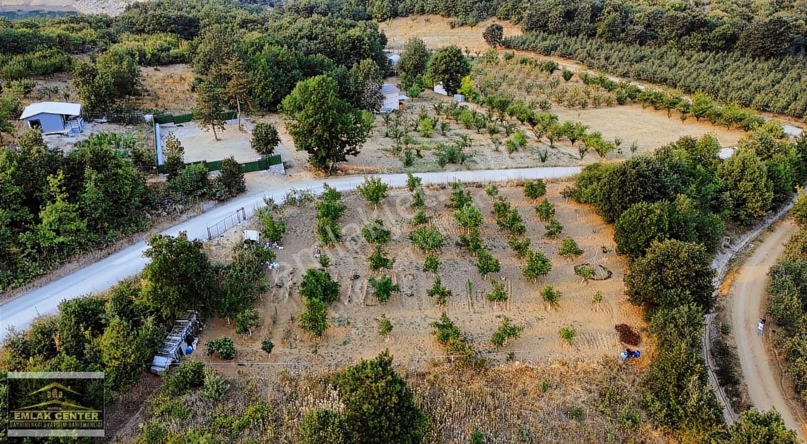 Kozluörende Asvalt Yola Cephe Tek Tapu 2169 M2 Ceviz Bahçesi - Görsel 2