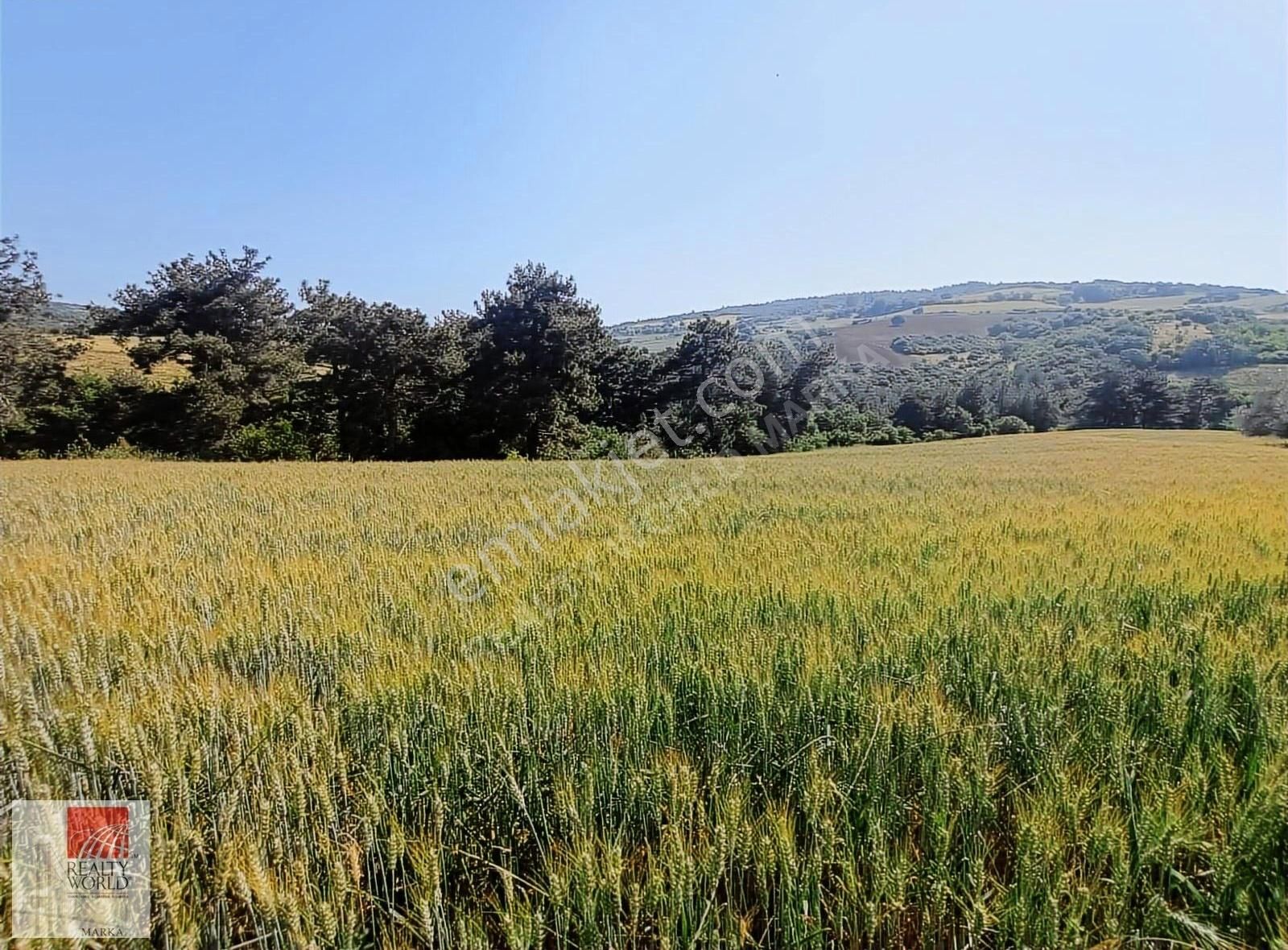 Çanakkale Lapseki İlyasköyde Satılık Yatırımlık 10 Dönüm Tarla - Görsel 4