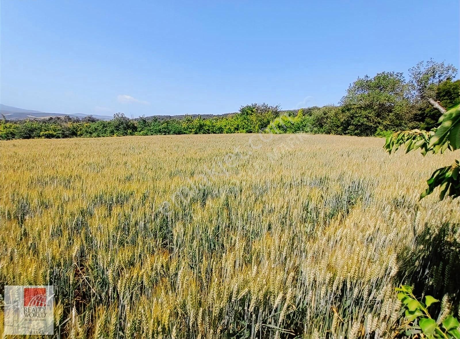 Çanakkale Lapseki İlyasköyde Satılık Yatırımlık 10 Dönüm Tarla - Görsel 5