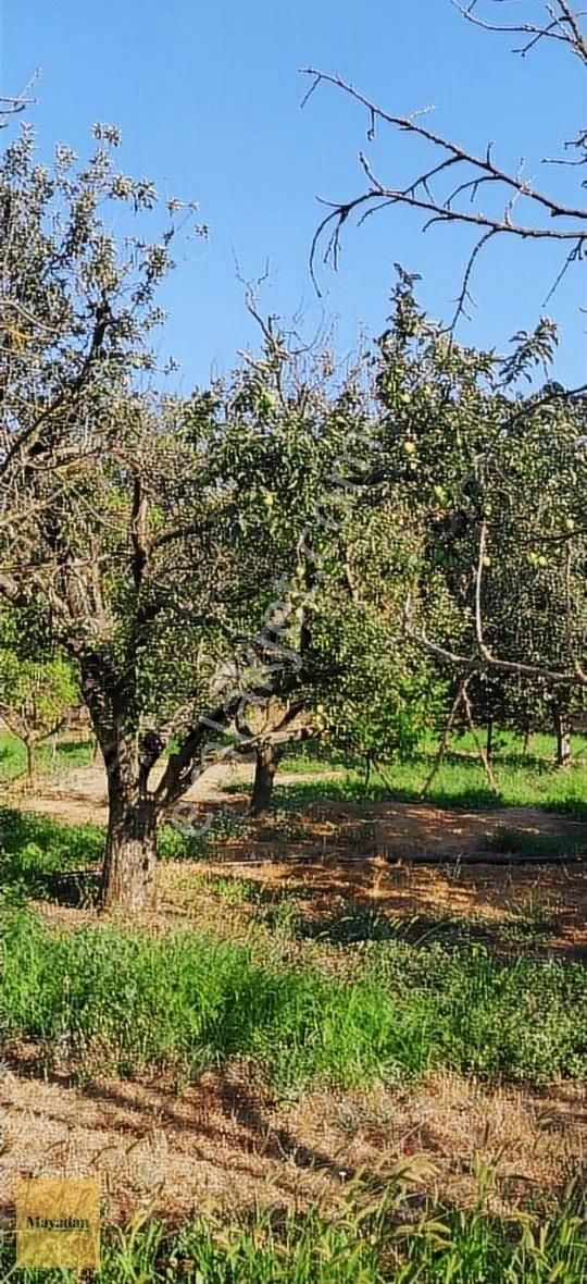 Mayadan Gayrmenkul Den Ekşidere Köyünde 1200 M2 Satılık Bahçe