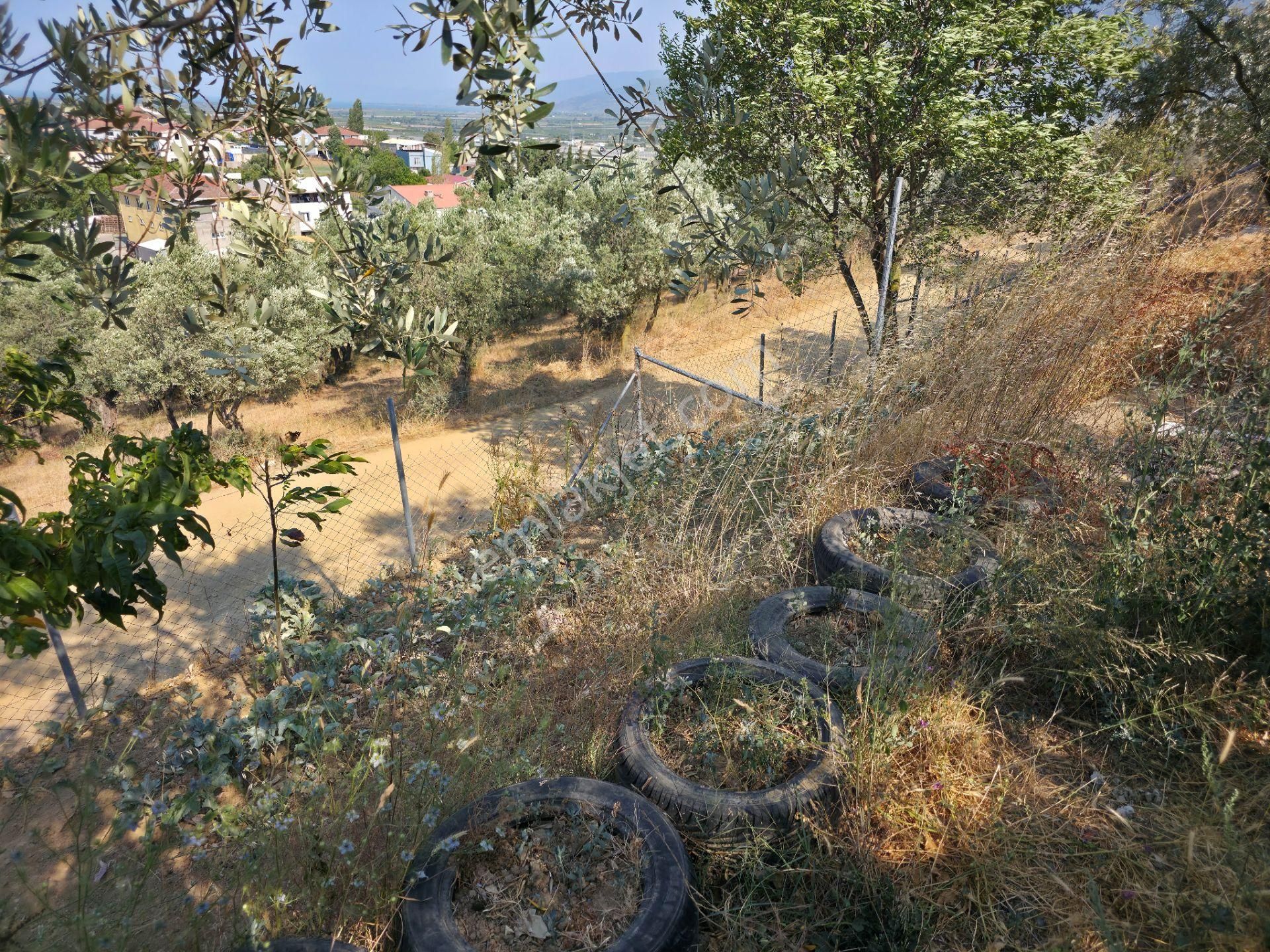 C21 Cius; Gedelek 396m² Göl Doğa Manzaralı Yola Cephe Hobi Bahç. - Görsel 25