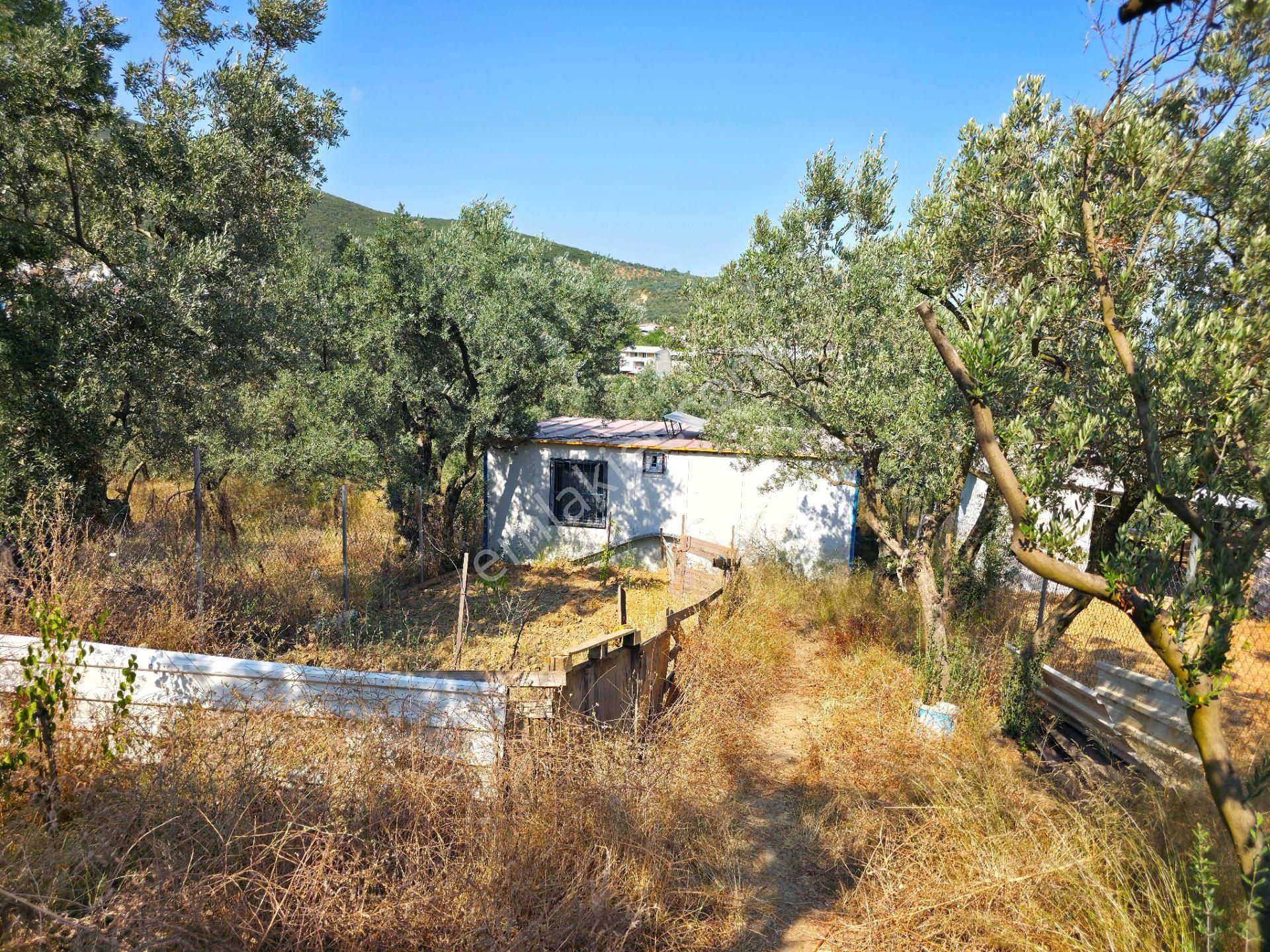 C21 Cius; Gedelek 396m² Göl Doğa Manzaralı Yola Cephe Hobi Bahç. - Görsel 11