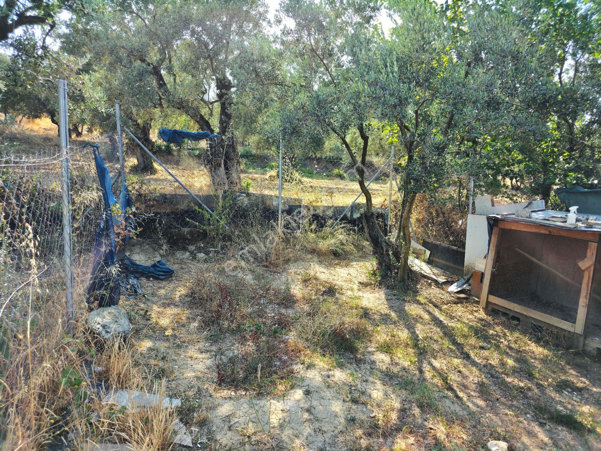 C21 Cius; Gedelek 396m² Göl Doğa Manzaralı Yola Cephe Hobi Bahç. - Görsel 19