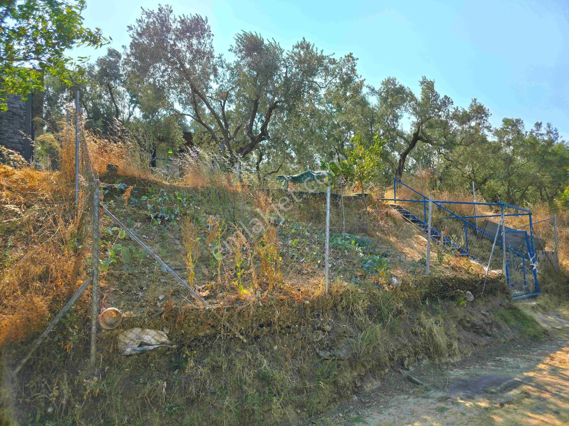 C21 Cius; Gedelek 396m² Göl Doğa Manzaralı Yola Cephe Hobi Bahç. - Görsel 14