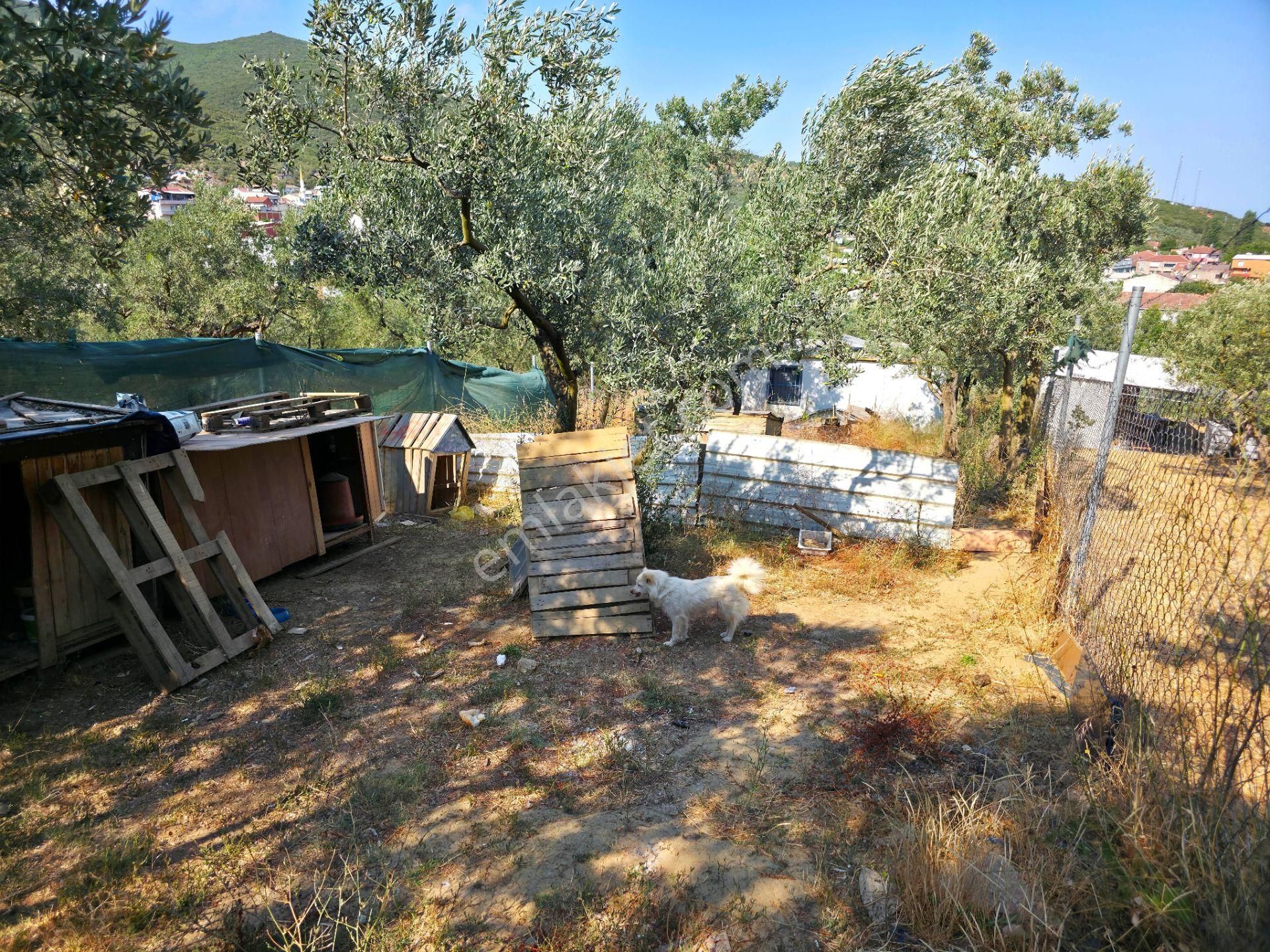 C21 Cius; Gedelek 396m² Göl Doğa Manzaralı Yola Cephe Hobi Bahç. - Görsel 23