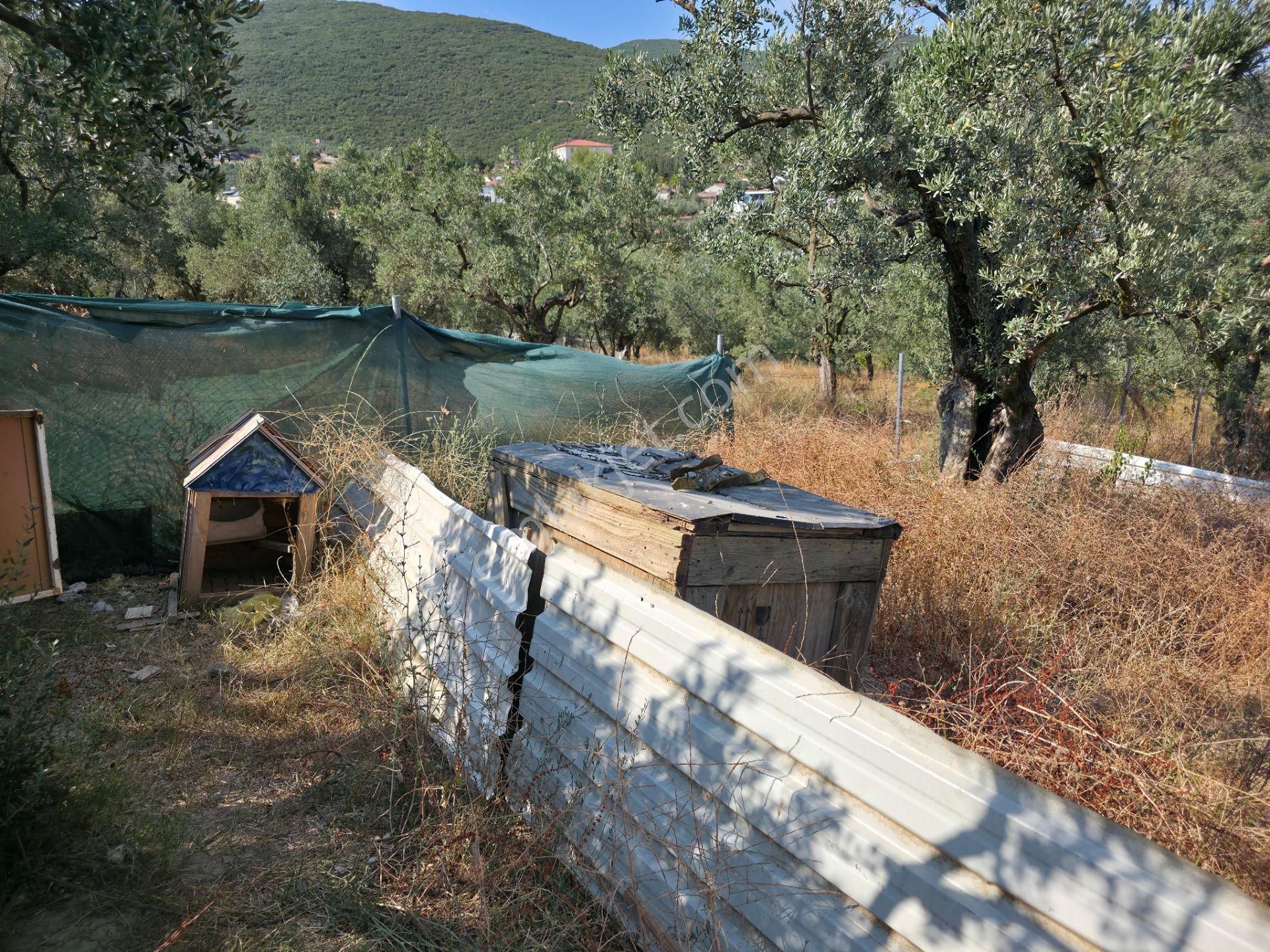 C21 Cius; Gedelek 396m² Göl Doğa Manzaralı Yola Cephe Hobi Bahç. - Görsel 24